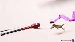 sr q bird sfe06798 copia simone ferraro ph